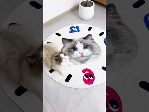 Custom-designed pet rugs, DIY cat and dog bedside blankets, and holiday gifts.